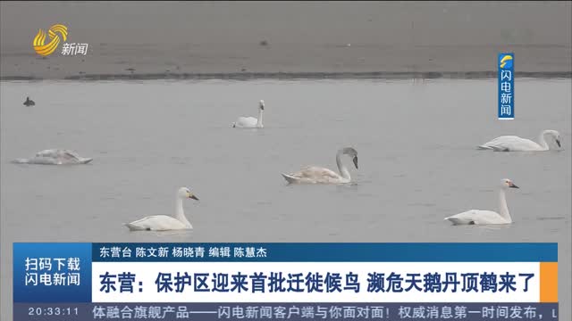 东营：保护区迎来首批迁徙候鸟 濒危天鹅丹顶鹤来了