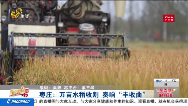 枣庄：万亩水稻收割 奏响“丰收曲”