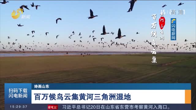 【诗画山东】百万候鸟云集黄河三角洲湿地