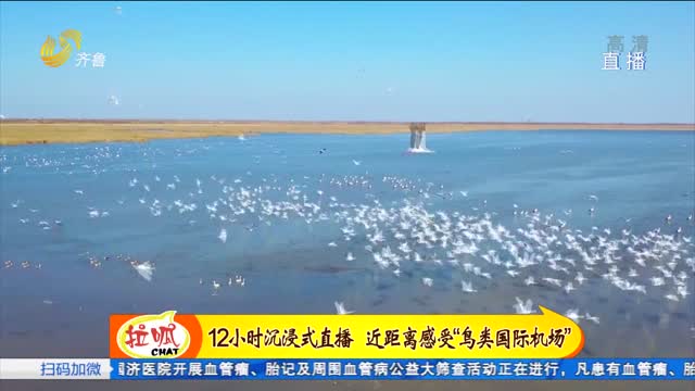 齐鲁融媒直击：探访600万只鸟的天堂——东营黄河口