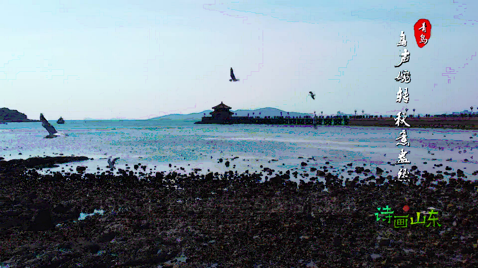 【诗画山东】首批从西伯利亚来越冬的海鸥飞临青岛栈桥海域