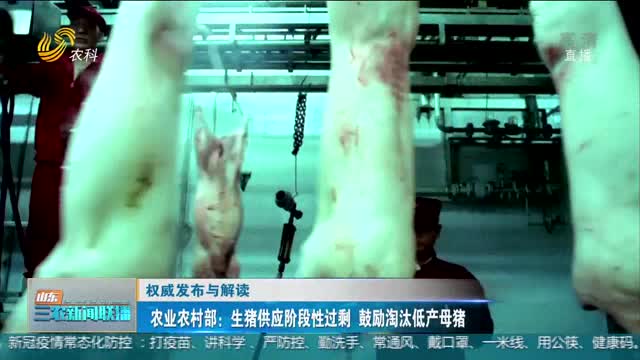 【权威发布与解读】农业农村部：生猪供应阶段性过剩 鼓励淘汰低产母猪