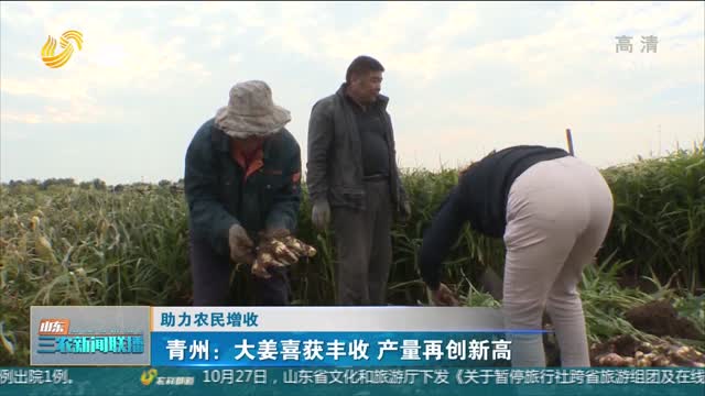 【助力农民增收】青州：大姜喜获丰收 产量再创新高