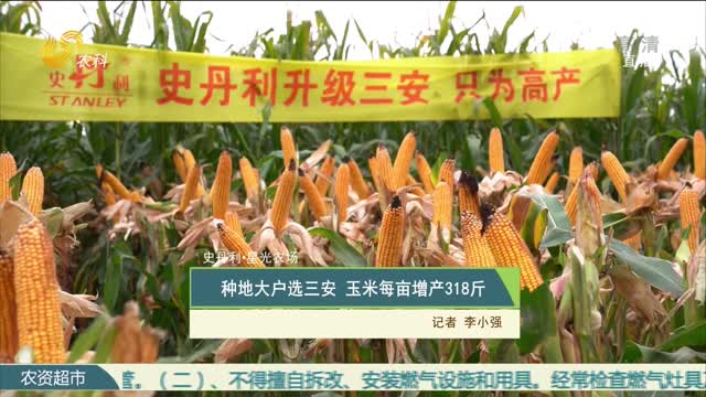 【史丹利·星光农场】种地大户选三安 玉米每亩增产318斤