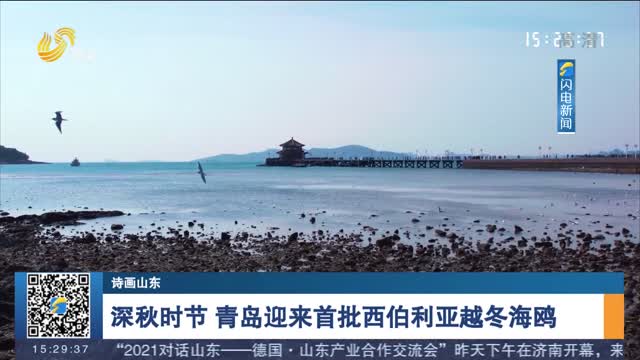 【诗画山东】深秋时节 青岛迎来首批西伯利亚越冬海鸥
