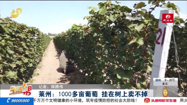 莱州：1000多亩葡萄 挂在树上卖不掉