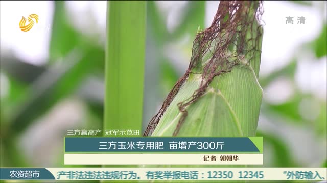 【三方赢高产 冠军示范田】三方玉米专用肥 亩增产300斤