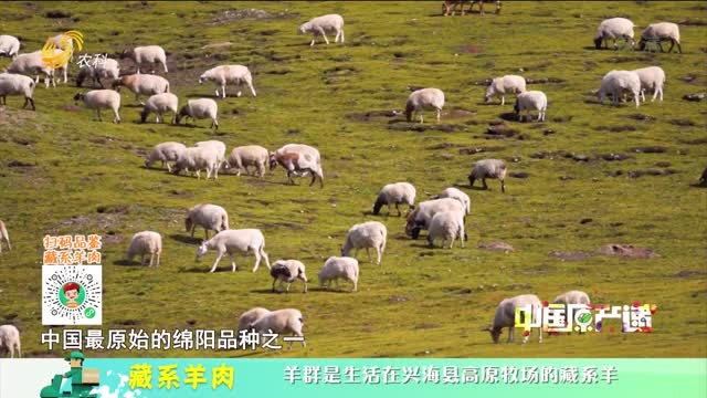 20211105《中国原产递》：藏系羊肉