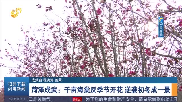 菏泽成武：千亩海棠反季节开花 逆袭初冬成一景