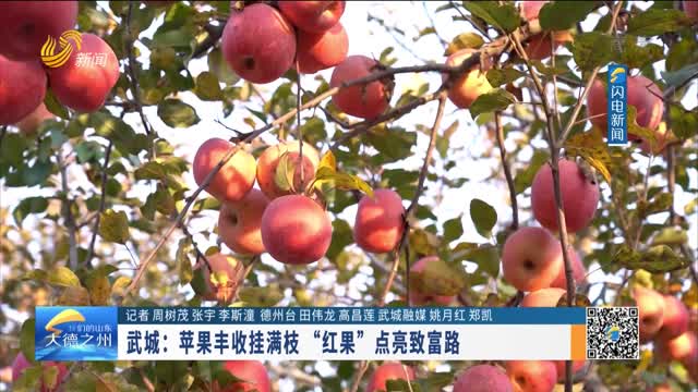 武城：苹果丰收挂满枝 “红果”点亮致富路