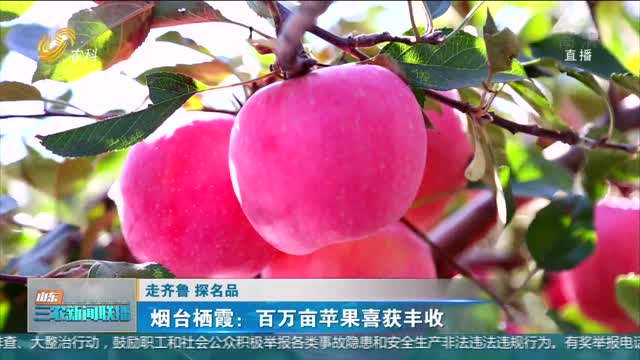 【走齐鲁 探名品】烟台栖霞：百万亩苹果喜获丰收