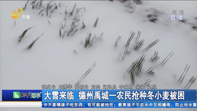 大雪來臨 德州禹城一農民搶種冬小麥被困