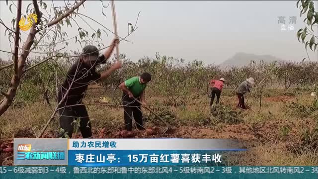 【助力农民增收】枣庄山亭：15万亩红薯喜获丰收