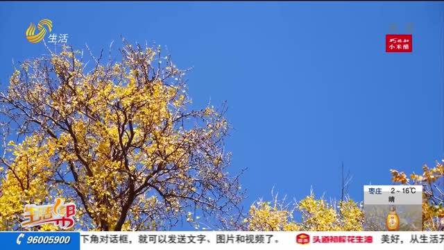 枣庄：森林公园初冬美景
