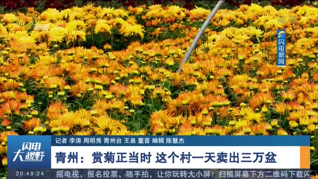 青州：赏菊正当时 这个村一天卖出三万盆