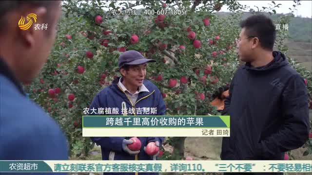 【农大腐植酸 挑战吉尼斯】跨越千里高价收购的苹果
