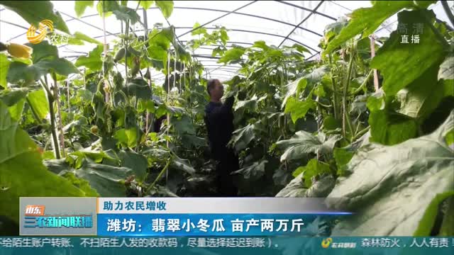【助力农民增收】潍坊：翡翠小冬瓜 亩产两万斤