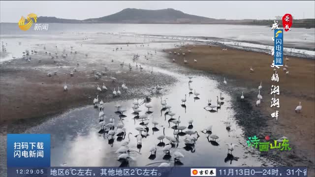 【诗画山东】 荣成：3000只大天鹅“回家”