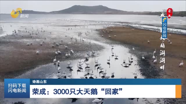 【诗画山东】荣成：3000只大天鹅“回家”