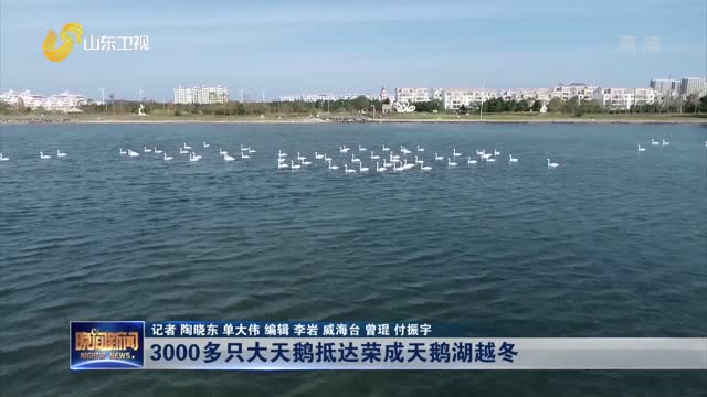 3000多只大天鹅抵达荣成天鹅湖越冬