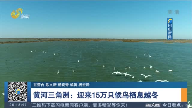 黄河三角洲：迎来15万只候鸟栖息越冬