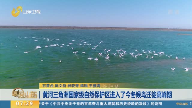 黄河三角洲国家级自然保护区进入了今冬候鸟迁徙高峰期