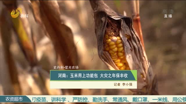 【史丹利·星光农场】河南：玉米用上功能包 大灾之年保丰收