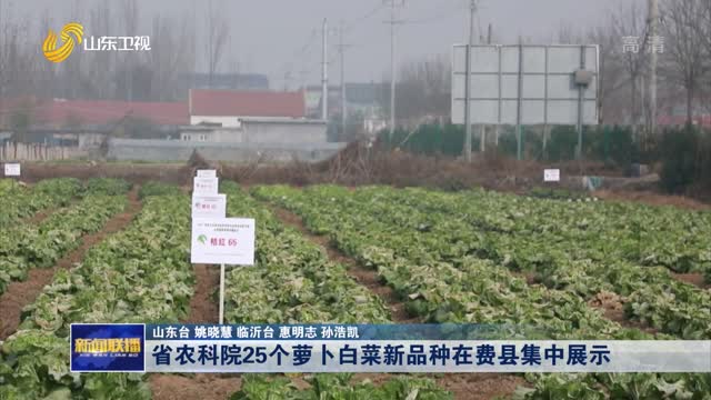 省农科院25个萝卜白菜新品种在费县集中展示