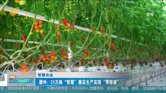 【智慧农业】德州：31万株“智慧”番茄生产实现“零排放”