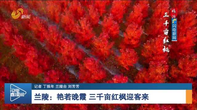 【诗画山东】兰陵：艳若晚霞 三千亩红枫迎客来
