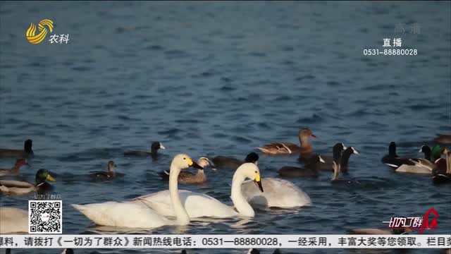 日照：冬日专属浪漫 32只天鹅赴约白鹭湾！