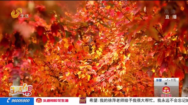 【大美山东】临沂：千亩红枫迎初冬