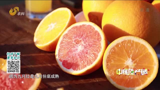 20211123《中国原产递》：秭归脐橙