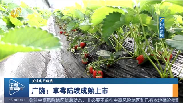 【关注冬日经济】广饶：草莓陆续成熟上市