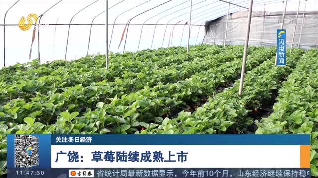 【关注冬日经济】广饶：草莓陆续成熟上市