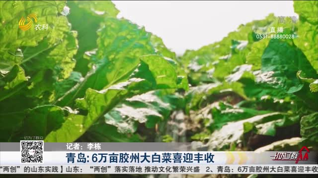 青岛：6万亩胶州大白菜喜迎丰收
