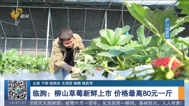 【关注冬日经济】临朐：柳山草莓新鲜上市 价格最高80元一斤