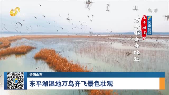 【诗画山东】东平湖湿地万鸟齐飞景色壮观