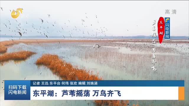 东平湖：芦苇摇荡 万鸟齐飞