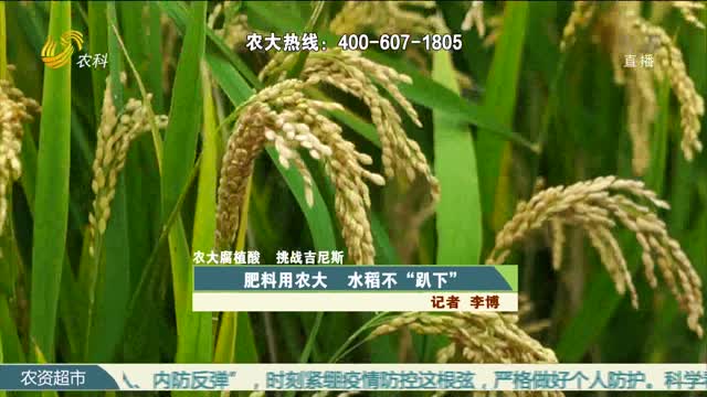【农大腐植酸 挑战吉尼斯】肥料用农大 水稻不“趴下”