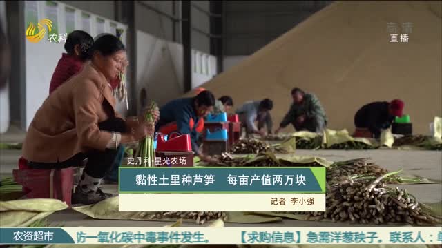 【史丹利•星光农场】黏性土里种芦笋 每亩产值两万块
