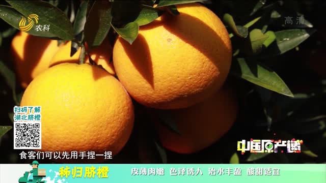 20211205《中国原产递》：秭归脐橙