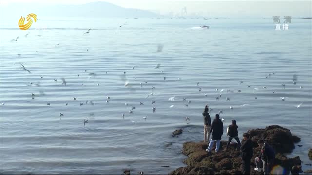 青岛：数千只海鸥在栈桥上觅食