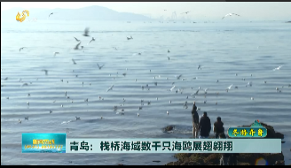 青岛：栈桥海域数千只海鸥展翅翱翔