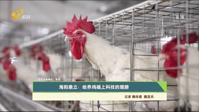 【“全国肉鸡看烟台”系列】海阳鼎立：给养鸡插上科技的翅膀
