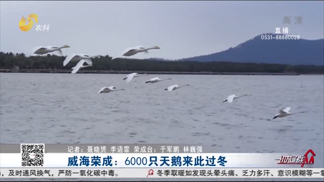 威海荣成：6000只天鹅来此过冬