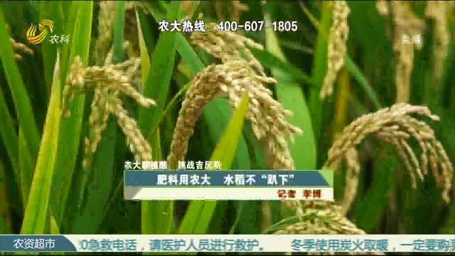 【农大腐植酸 挑战吉尼斯】肥料用农大 水稻不“趴下”