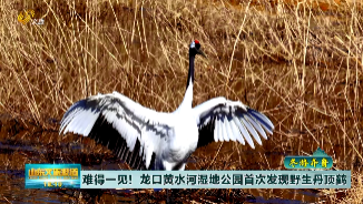 难得一见！龙口黄水河湿地公园首次发现野生丹顶鹤