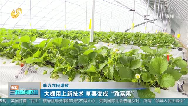 【助力农民增收】大棚用上新技术 草莓变成“致富果”