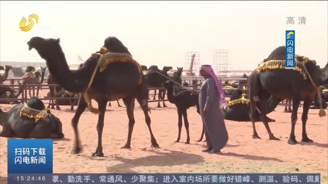 拒绝整容 沙特40多头骆驼被踢出选美比赛
